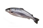 Saumon1